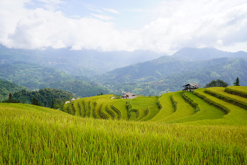 Trekking through Hoang Su Phi rice fields