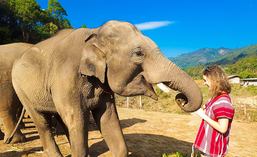 Ethical & Humane Elephant Sanctuaries