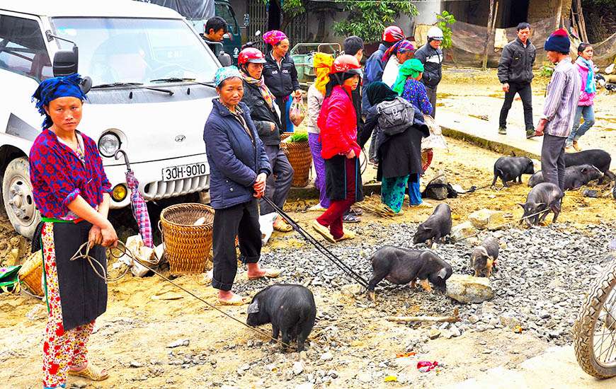 Le marché du bétail et des porcs de Meo Vac, visite de Ha Giang