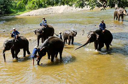 Mae Taman Elephant Camp
