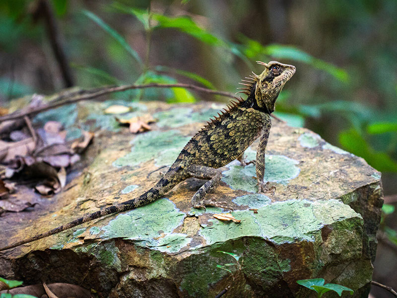 Exploring Cambodia's Protected Areas