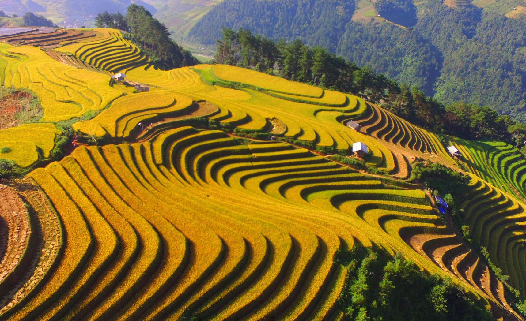 https://www.mrlinhadventure.com/fr/Destinations/Le-Nord-du-Vietnam/Mu-Cang-Chai.aspx