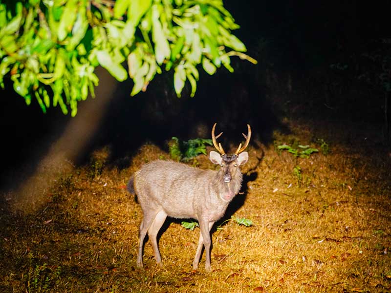 The Fight Against the Illegal Bushmeat Trade
