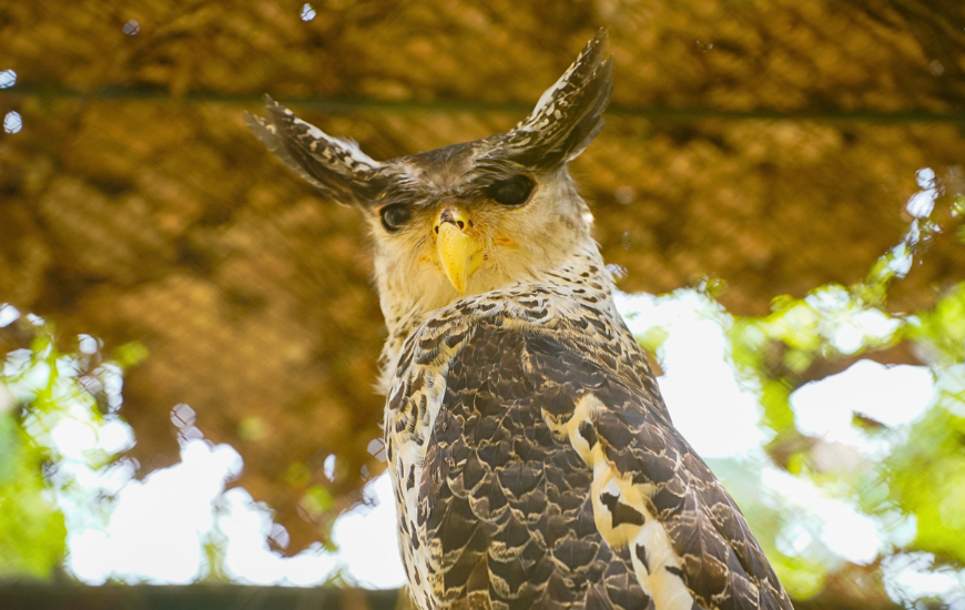 birdwatch