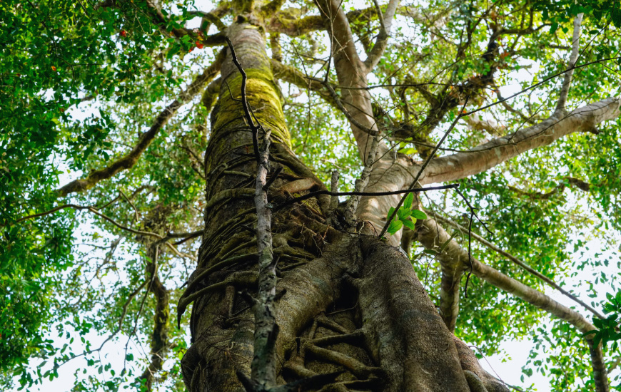 tung-tree