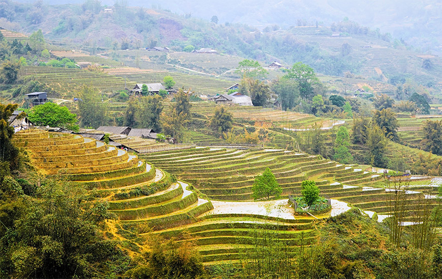 rice-fields