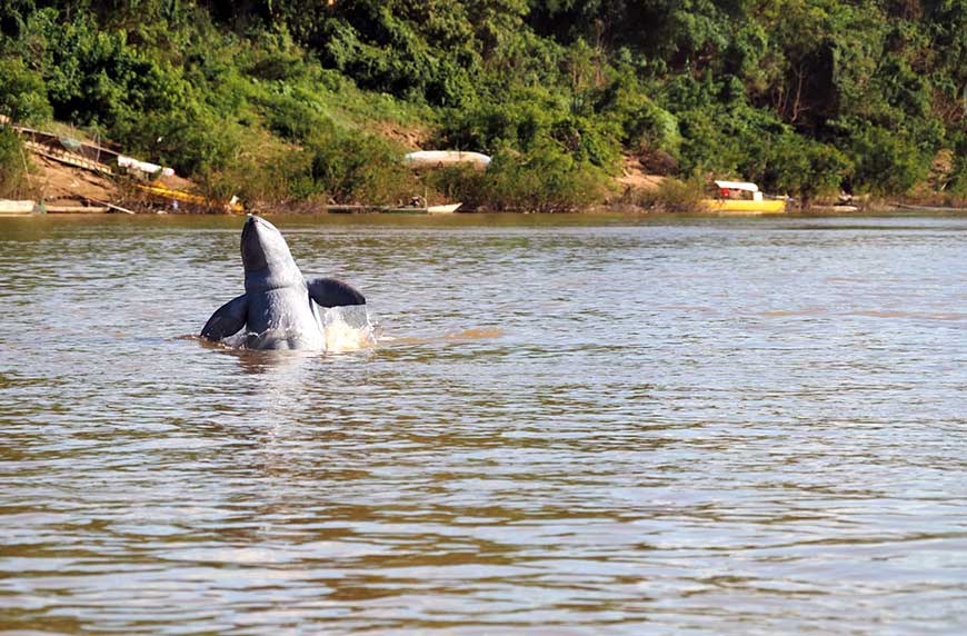 Irrawaddy river dolphins