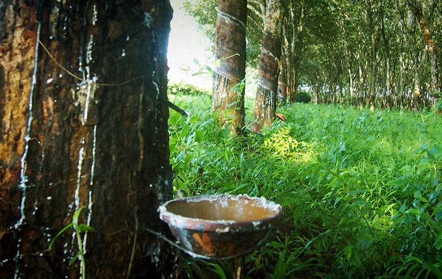 rubber plantations in Kampong Cham