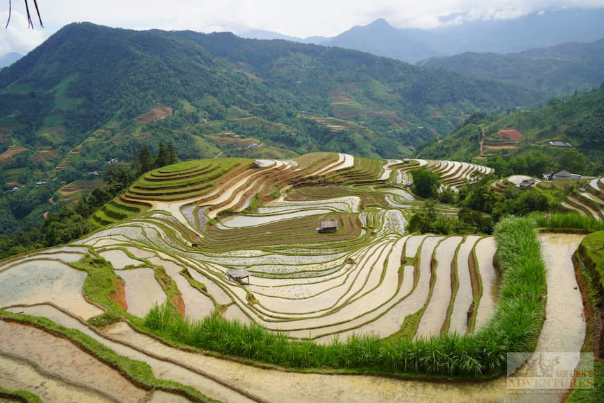 rice-fields-miror