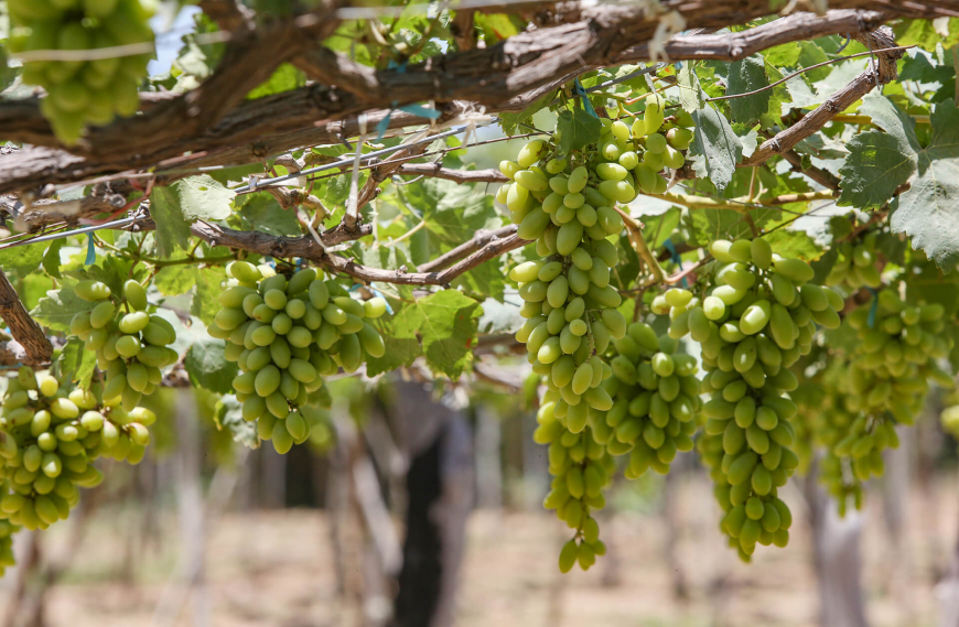 vineyard