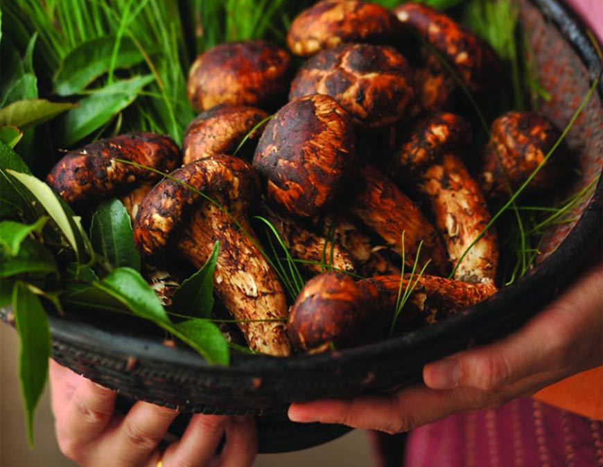 matsutake