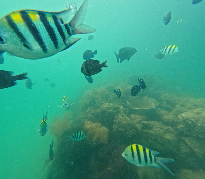 diving
