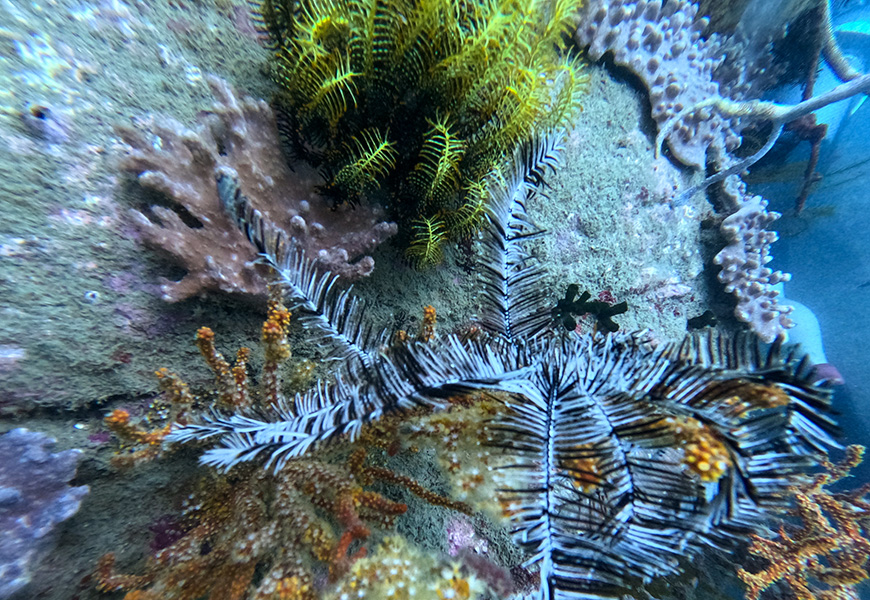 snorkeling_vinh-hy