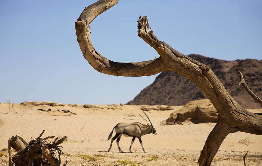 Animal in Richtersveld