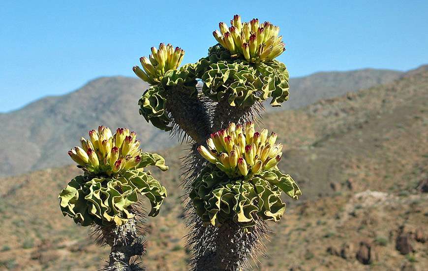 pachypodium namaquanum