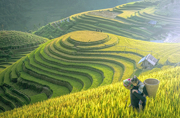 Mu Cang Chai