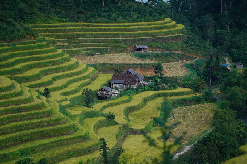 Trekking through Hoang Su Phi rice fields