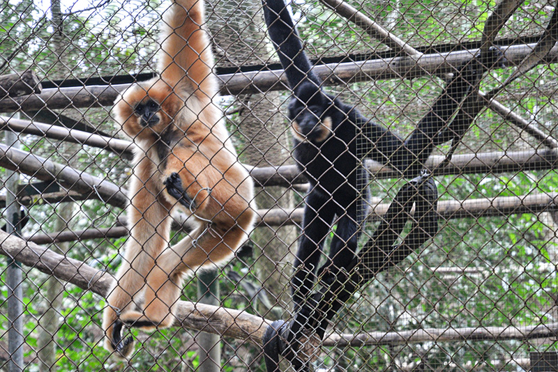 Cuc Phuong & Ninh Binh Wild Adventure 3 days 2 nights