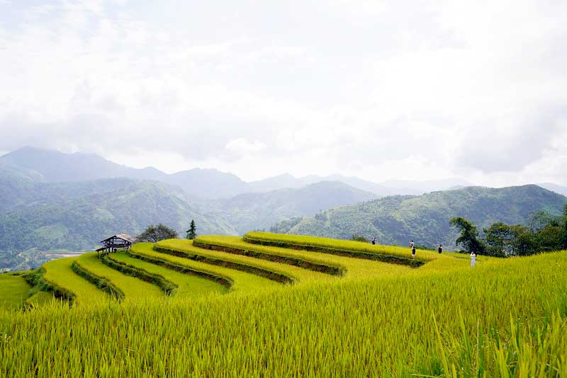 Trekking through Hoang Su Phi rice fields 4 days 3 nights