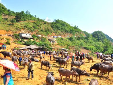 Can Cau Market