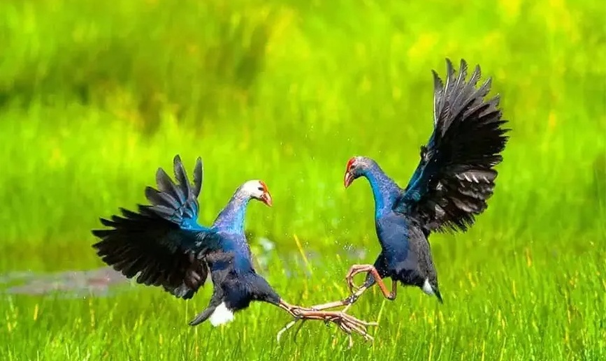 Vietnam's National Parks Recognized by ASEAN