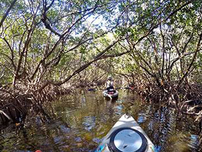 kayaking ride passing through mangroves