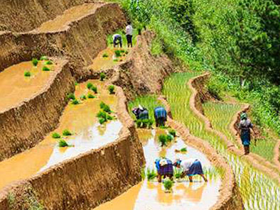 Mu Cang Chai valley