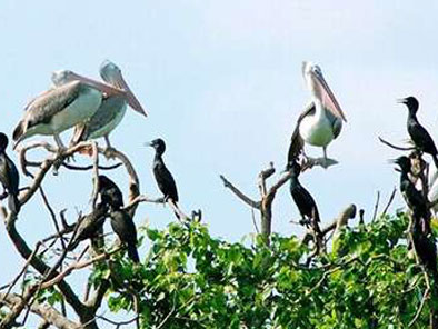 Bang Lang Bird Sanctuary