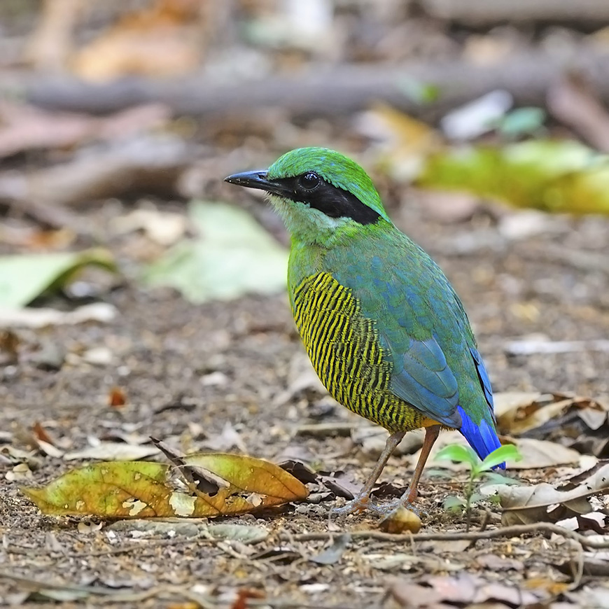 bar-bellied-pitta