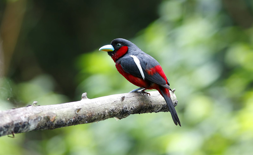 black-and-red-broadbil