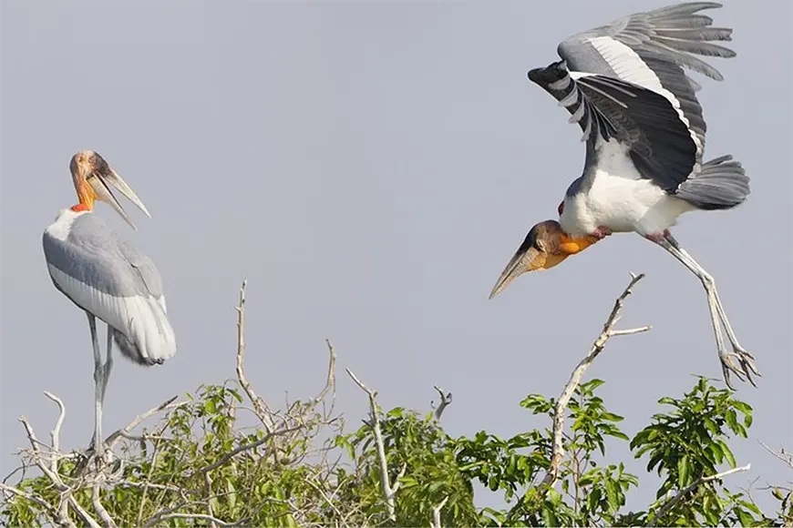 Where to watch birds in Cambodia