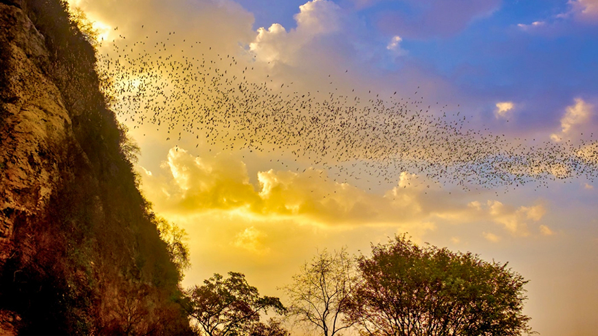 bat-cave