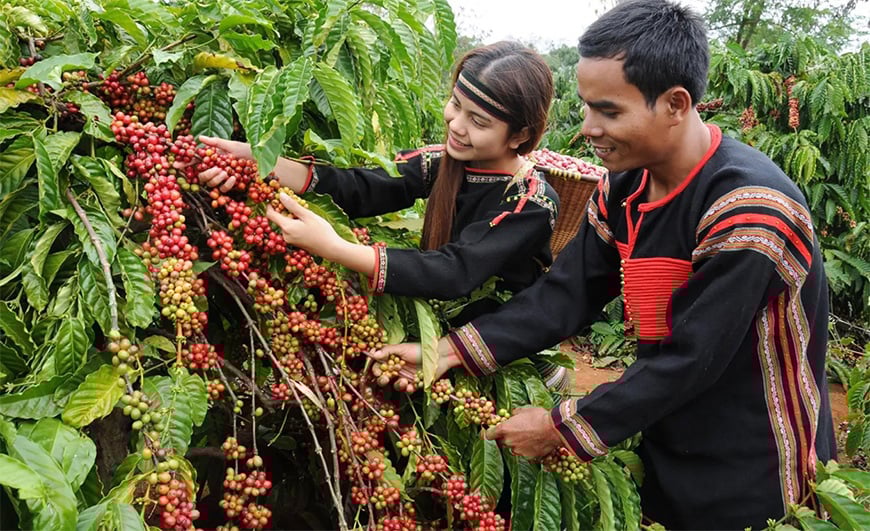 The coffee regions of Vietnam