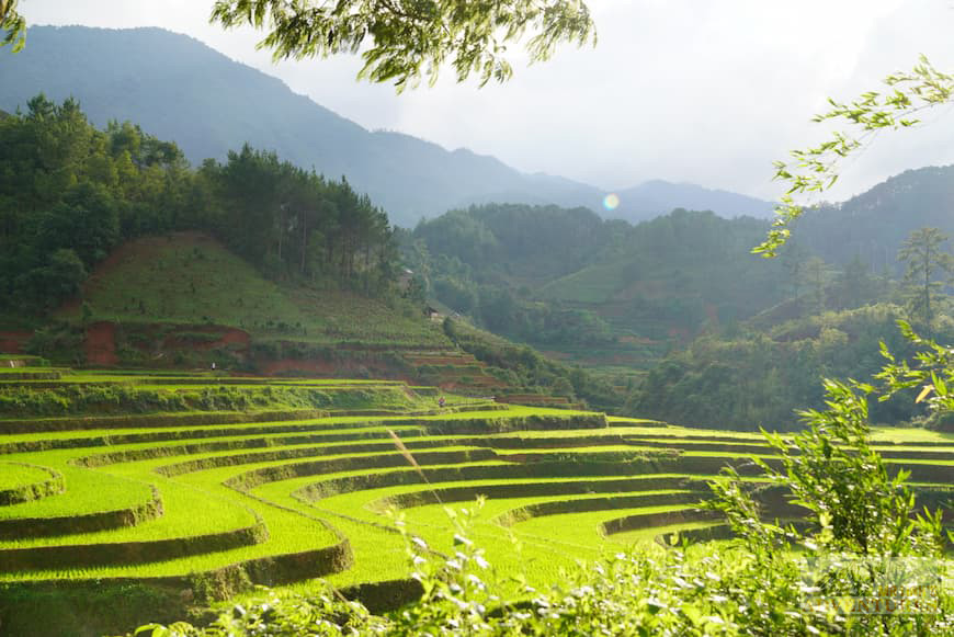 day-4_rice-fields