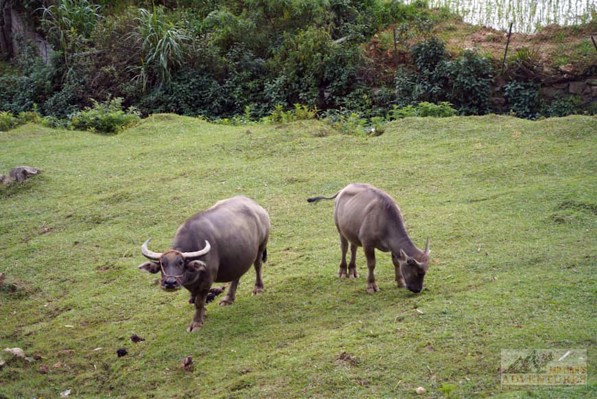 buffalo