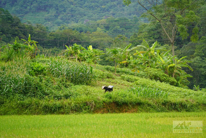 rice-fields