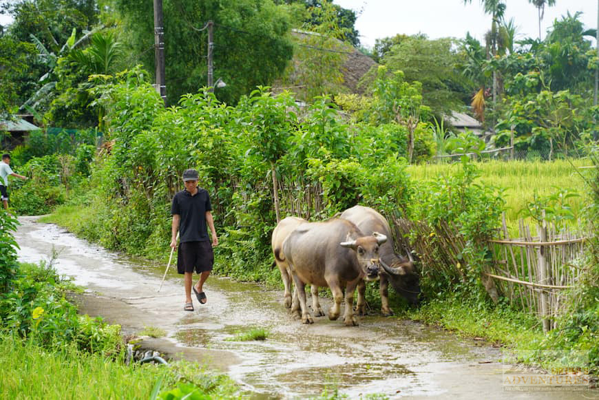 local-life