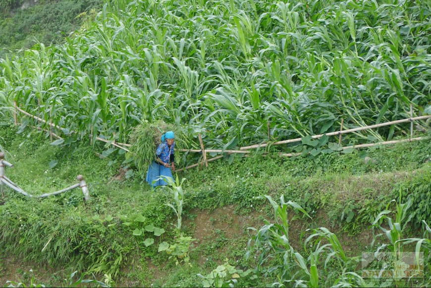 corn-fields