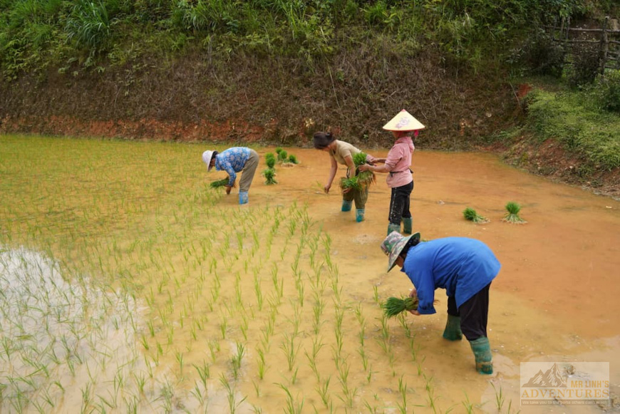 rice-fields