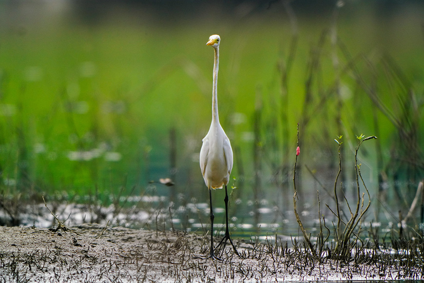birdwatching