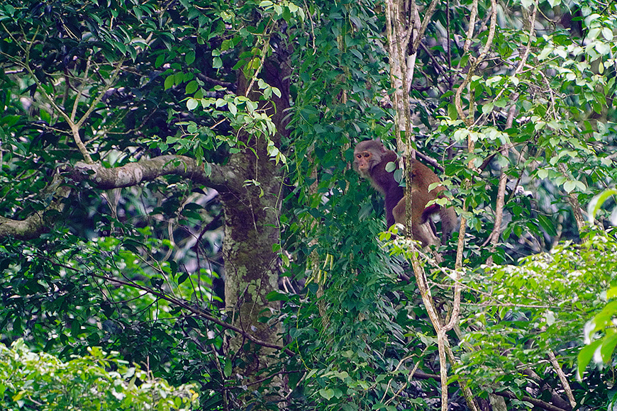 wild-life