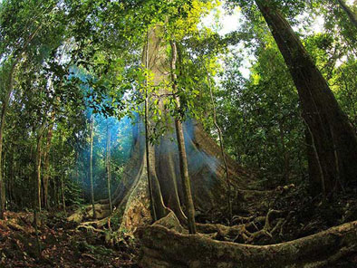 Cat Tien National Park