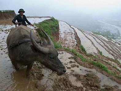 Overnight homestay in Sapa