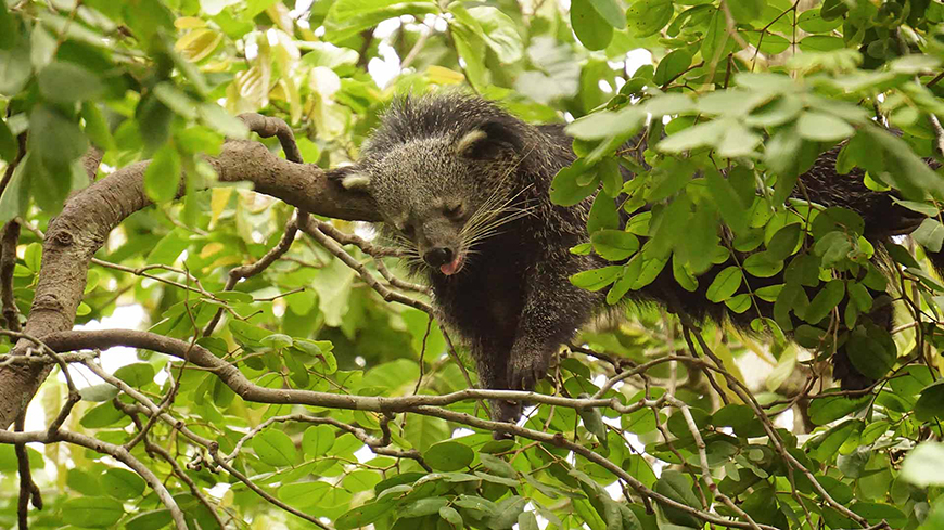Phnom Tamao Rescue Center phnom-tamao