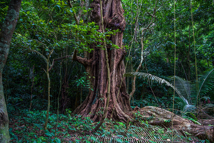 Cuc Phuong National Park cuc-phuong