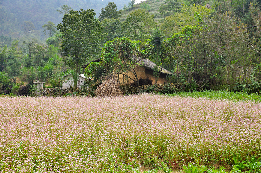 meo-vac-landscape