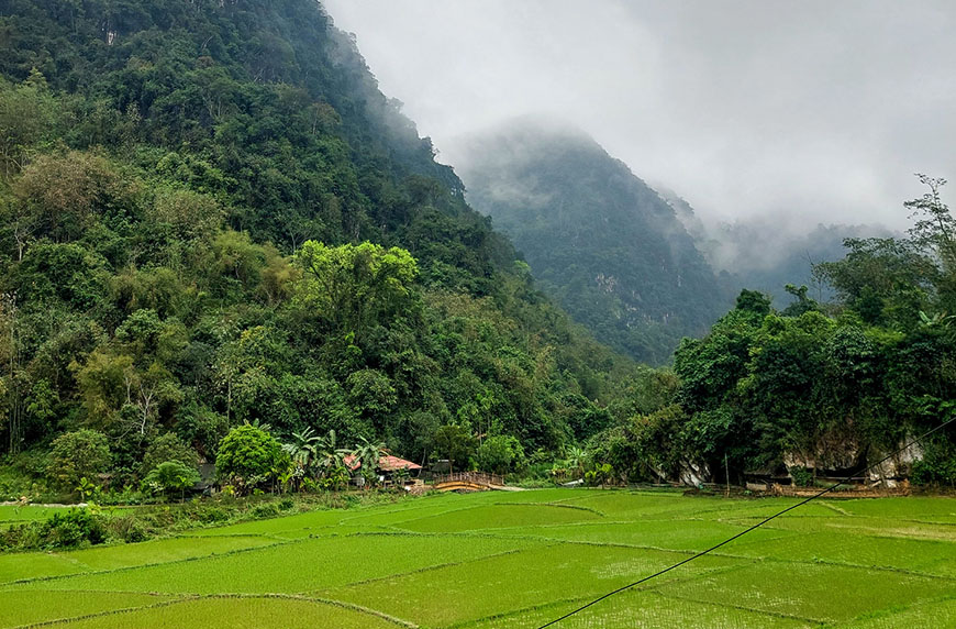 ngo-luong