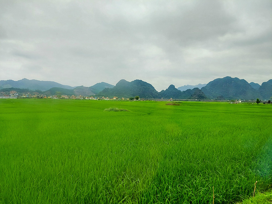 phong-nha