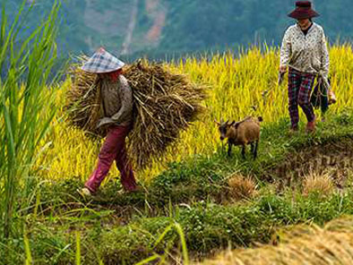 Phung-village