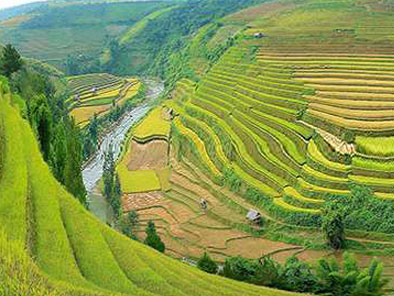 Rice-terraces-in-Mu-Cang-Chai